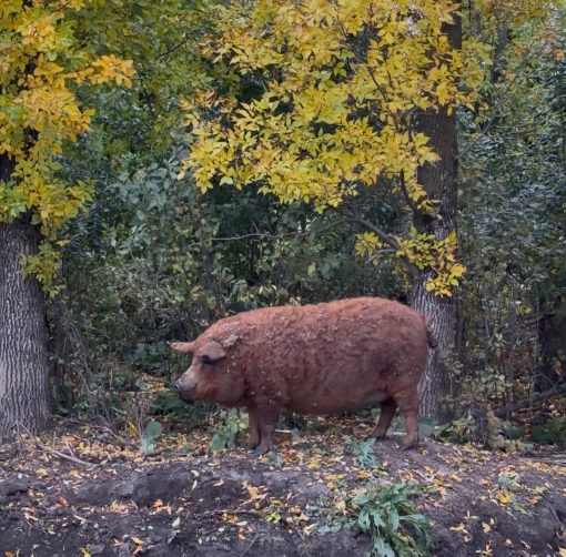 Whole Pastured Mangalitsa Pig Deposit