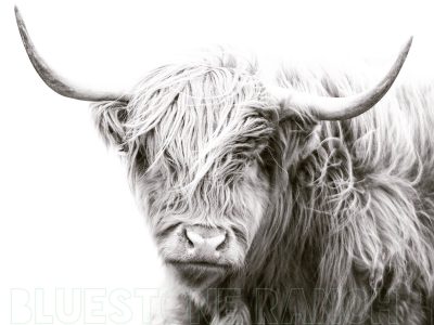 "Rosie" - Image Download