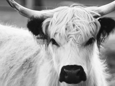 "Henrietta"- Image Download