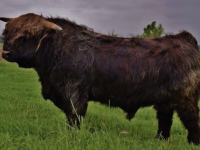 Lot 21: Skye High Cornerstone Semen