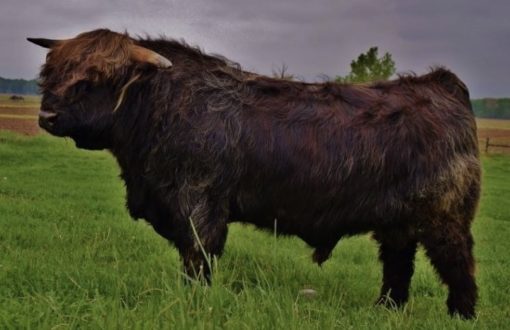 Lot 21: Skye High Cornerstone Semen