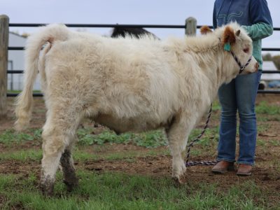 Highpark heifer "Holly"
