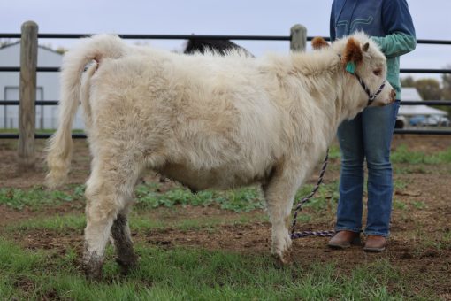 Highpark heifer "Holly"