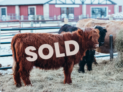 Sold Cattle