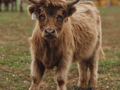 Lot 11: Bluestone's Brownie Points
