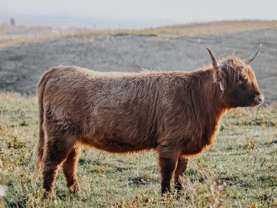 Lot 19: Golden Hour at Bluestone Ranch