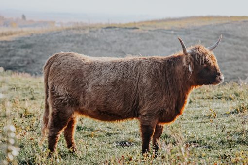 Lot 19: Golden Hour at Bluestone Ranch