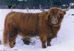 Embryos: Gusgurlach of Windrush x Bluestones Party Crasher