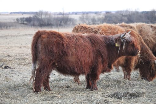 Embryos: Gusgurlach of Windrush x Bluestones Party Crasher - Image 2
